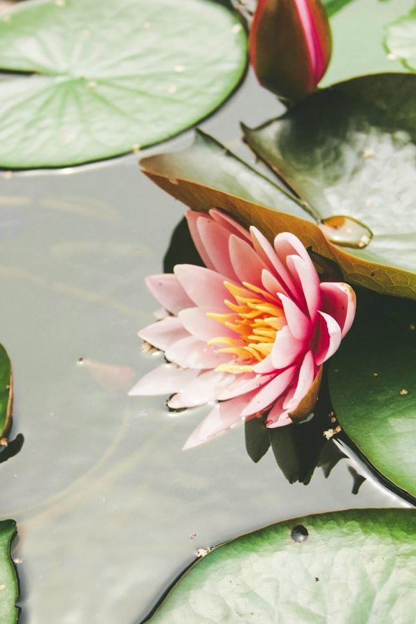 Blühende Seerose, Symbol für Harmonie von Körper und Geist in der Shiatsu Quelle Kosciolowicz, Berlin